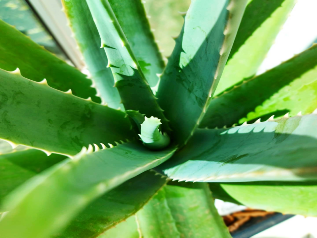 aloe vera